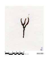 藏品(臺灣縮葉苔)的圖片